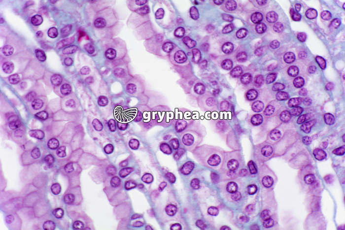 Rein tubules urinaires et capillaires sanguins CL x200 - gryphea.org